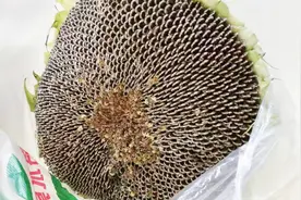 超人爸爸育儿记#13 居然买到了向日葵，在家自制瓜子全过程视频封面