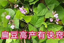 扁豆高产有技巧，只需动动手，不花一分钱，扁豆一茬一茬吃不完视频封面