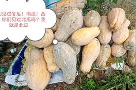 很多网友说见过冬瓜、西瓜、南瓜没见过北瓜？来带你们了解北瓜视频封面