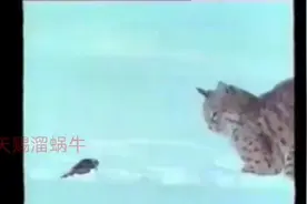 个儿小不怕事儿，貂勇斗猞猁，视频封面