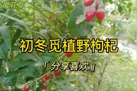 郊外的野枸杞，采摘、移植正当时。视频封面