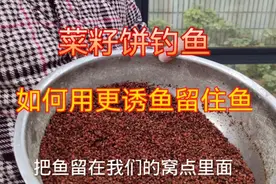 菜籽饼用于冬季钓鱼，和酒米混合使用简直绝配，打一次窝能钓一天视频封面