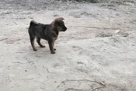 小伙买了一只一个月多大的中华田园犬，刚到家就认家了，真聪明视频封面