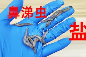 往“鼻涕虫”身上撒一点盐，给鼻涕虫擤鼻涕！