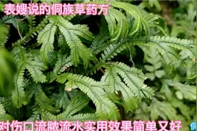 伤口流脓流水久不好，农村表嫂说用茶油和一物配涂伤口，实用又好视频封面