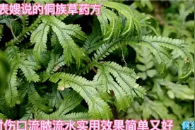 伤口流脓流水久不好，农村表嫂说用茶油和一物配涂伤口，实用又好视频封面
