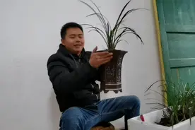 山货猎人之寻找极品兰花，十二株兰花，十二个品种，终于得偿所愿视频封面