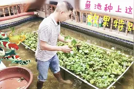 农村小伙给自家室内鱼池里种上这种水草，好处特别多视频封面