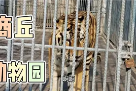 商丘新开的动物园，一米二以下儿童免门票，带大家去看看视频封面