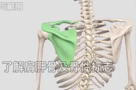 带你全面了解肩胛骨！！
