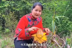 地涌金莲，有吃过的吗？视频封面