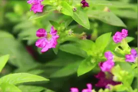 花卉小秘密：满天星花小而繁多，特别好看哦。视频封面