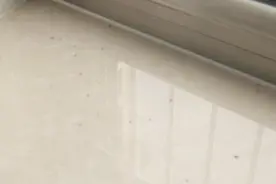 家里惊现小虫尸体，清理一波又来一波，教您一个方法轻松除虫！