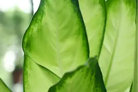 粉黛万年青的养护小秘诀