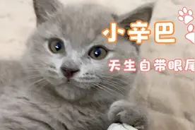 猫咪蓝猫成长记 天生自带眼线功能视频封面