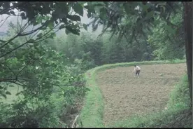 落苏这么诗意的名字原来说的是这种植物，看到果实后明白了。视频封面