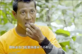 非洲竹芋，世界上最甜的水果，比蔗糖还甜两千多倍，太神奇了视频封面