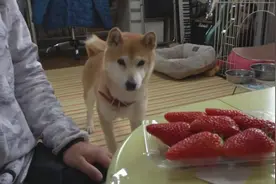 柴犬真乖，盯着草莓都快流口水了，主人没让它吃绝不动口视频封面