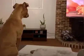 狗狗看电视太入神了，似乎看懂了！视频封面