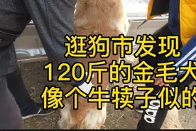 逛狗市第一次见120斤金毛母犬，猜猜这个重量，一窝能出多少崽视频封面