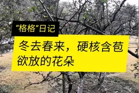 冬去春来，硬核含苞欲放的花朵视频封面