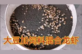 小龙虾之乡技术分享！大豆加饲料混合喂成虾，用过后长势惊人视频封面