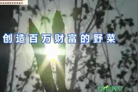 创造百万财富的野菜：“银条菜”（下）