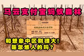 马云的支付宝蚂蚁森林真种树了吗？实地了解真相，现场让人惊叹！视频封面