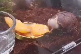 来看看蜗牛吃芒果