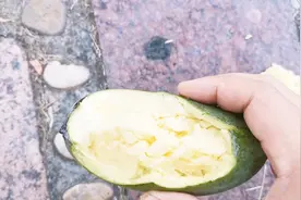 广州当地人告诉我，马路边芒果别摘来吃，什么原因呢，一起看看！视频封面
