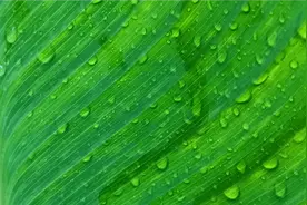古人朋友圈拉黑模式：昵称为“凤”的朱穆拉黑了叫“鸱”的刘伯宗视频封面