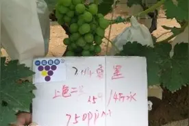 夏黑自然着色2号配方，750ppm视频封面