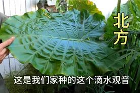 河南小侯养了2年的滴水观音，叶片有75公分长，直呼长得也太快了视频封面