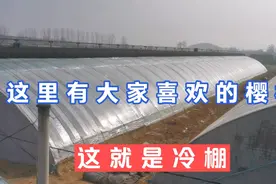 农村天气好心情更好，现在大樱桃400元1斤！都什么人吃的啊视频封面