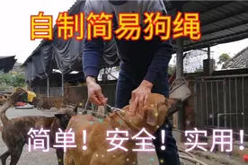 想去遛狗没狗绳怎么办？教你做一个简单安全快速的简易狗绳视频封面