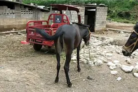 骡子在云南农村是少不的好帮忙，尤其是这个季节，市场上选个好驮视频封面