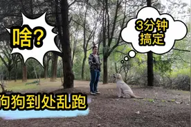 狗狗到处乱跑，还叫不回，一招帮你搞定，3分钟学会视频封面