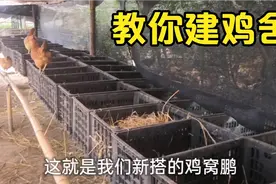 多年养殖经验告诉你，用水果筐搭鸡舍，便宜又好用视频封面