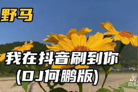 野马 - 我在抖音刷到你 (DJ何鹏版)视频封面