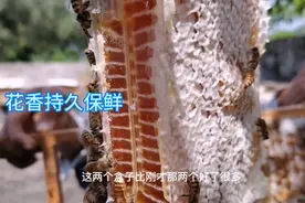 蜂农这般操作蜂巢蜜能持久保鲜，吃时才打开封盖，你见过吗？视频封面