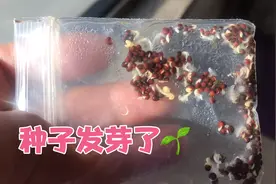 简单的种子催芽的好方法，种菜小白也能成功视频封面