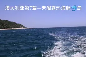澳大利亚第7篇—天阁露玛海豚🐬岛视频封面