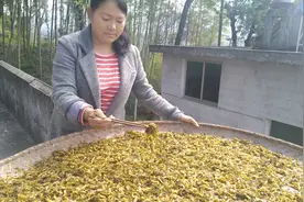 农村媳妇教你做梅干菜，简单易学，配方毫无保留，放几年都不会坏视频封面