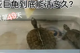 亚洲巨龟到底能活多久？到家第49天！