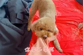 泰迪狗想跟着主人出去，居然这么厉害，咬着主人袖子不松口视频封面