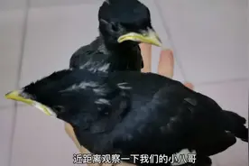 20天龄的小八哥不会飞，新手小夫妻这样训练，太可爱