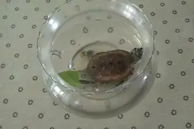 手把手教你怎么给乌龟治疗白眼病