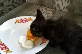 意外捡来的小猫咪，一只找不到家的迷路小可怜，太令人心疼了视频封面