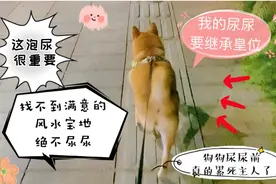 狗狗着急尿尿却硬要憋着，原来是要找到它满意的地方才肯尿尿。视频封面