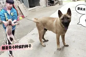 阿玲养的小土狗终于长大，从小可爱变成了大帅狗，正宗中华田园犬视频封面